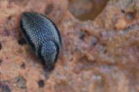 Arion hortensis