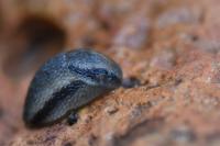 Arion hortensis