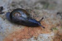 Semilimax pyrenaicus