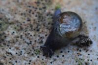 Semilimax pyrenaicus