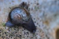 Semilimax pyrenaicus