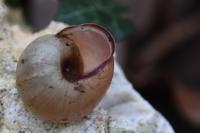 Cepaea nemoralis