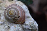 Cepaea nemoralis