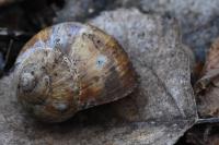 Helix pomatia