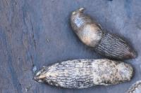 Deroceras reticulatum