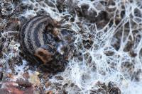 Limax maximus