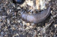 Limax cinereoniger