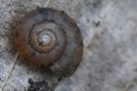 Aegopinella nitens
