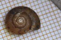 Aegopinella nitens