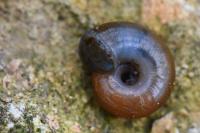 Aegopinella nitens