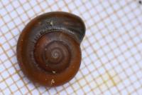 Aegopinella nitens