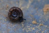 Helicodonta obvoluta