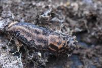 Limax maximus