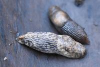 Deroceras reticulatum