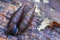 Macrogastra rolphii