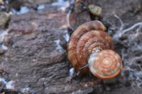 Gonyodiscus rotundatus