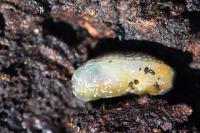Arion hortensis