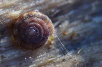 Gonyodiscus rotundatus