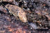 Deroceras reticulatum