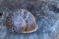 Cornu aspersum