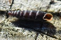 Clausilia bidentata