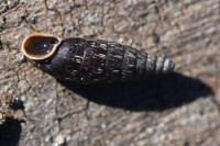 Macrogastra rolphii