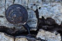 Trochulus hispidus