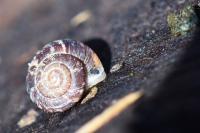 Xeroplexa intersecta