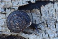 Trochulus hispidus