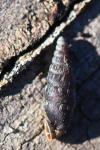 Macrogastra rolphii
