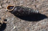 Macrogastra rolphii