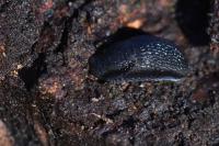 Arion hortensis