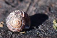 Xeroplexa intersecta