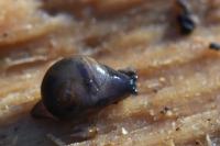 Phenacolimax major