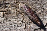 Clausilia bidentata