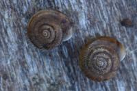 Trochulus hispidus