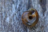 Trochulus hispidus