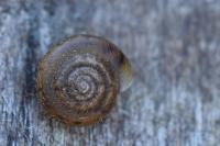 Trochulus hispidus