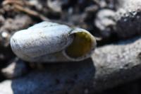 Helicella itala