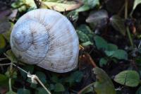 Escargot de Bourgogne