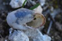 Monacha cartusiana