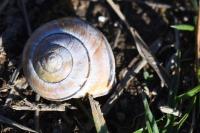 Cepaea nemoralis