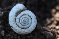 Helicella itala