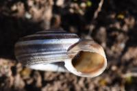 Helicella itala