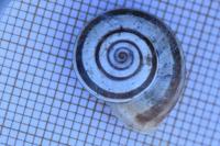 Helicella itala