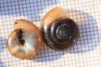 Oxychilus draparnaudi