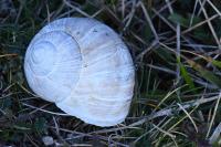 Helix pomatia