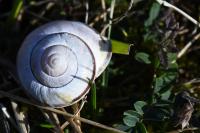 Cepaea nemoralis