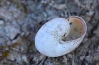 Monacha cartusiana