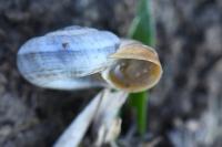 Helicella itala